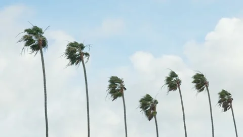 Palm trees in strong wind Stock Footage 147376829