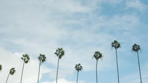 Palm trees in strong wind Stock Footage 147376832