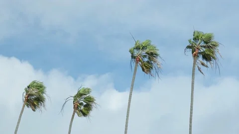 Palm trees in strong wind Stock Footage 147376989