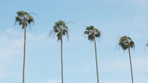 Palm trees in strong wind Stock Footage 147376990