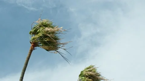 Palm trees in strong wind Stock Footage 147377019
