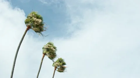 Palm trees in strong wind Stock Footage 147377210