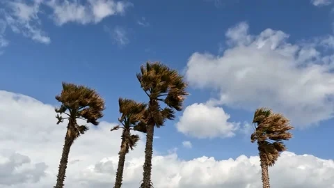 Palm trees in a strong wind. Stock Footage 171661122