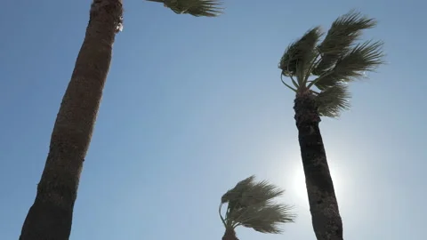 Palm Trees in Strong Wind Stock Footage 234887478