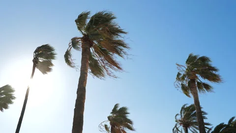 Palm Trees in Strong Wind Stock Footage 234887668