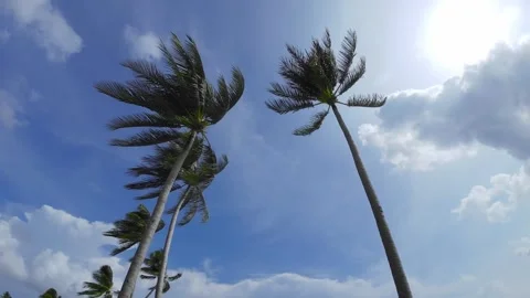 Palm trees, strong wind 스톡 동영상 243113377