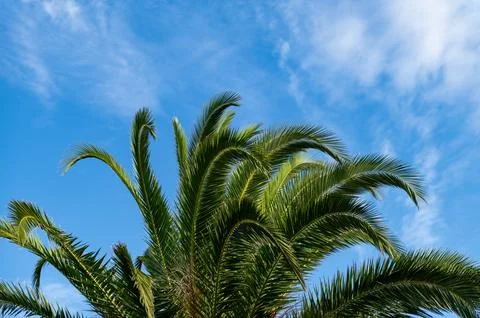 Palm trees, summer background Stock Photos