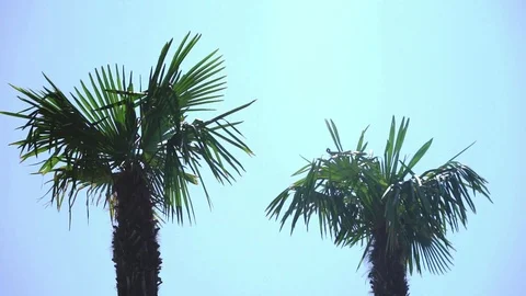 Palm trees in summer light breeze Stock Footage 89128910