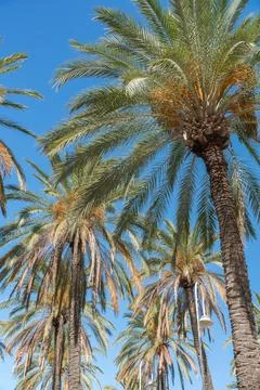 Palm Trees in Summer Sky 库存照片