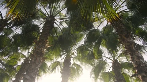 Palm-trees-in-the-sun-845898 Video stock 169692270