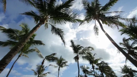 Palm trees with sun and clouds Stock Footage 103341477