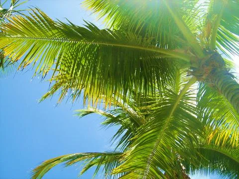 Palm Trees with sun in the back ground Stock Photos
