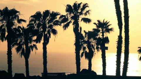 Palm trees in the sun backlighting Stock Footage 49359369