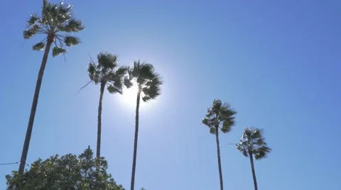 Palm Trees with Sun Behind on Windy Day Stock Footage 47827018