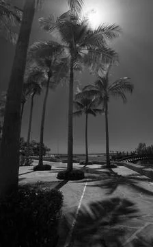 Palm Trees, Sun Flare &amp; Shadows in Oman, Black &amp; White Stock Photos