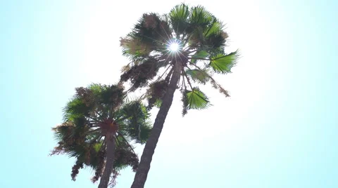 Palm trees in the Sun Stock-Footage 67957668