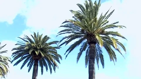 Palm trees in the sun.   Stock Footage 81576925