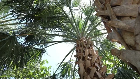 Palm Trees in the Sun Video stock 83979123
