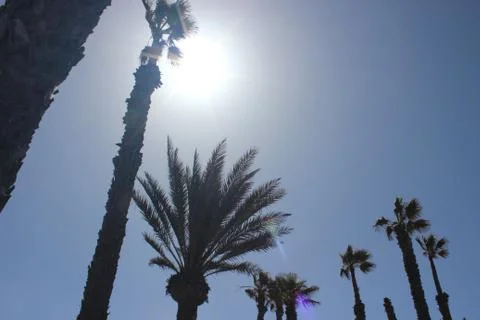 Palm trees in the sun Foto stock
