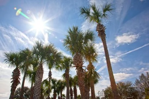 Palm trees in the sun Foto stock