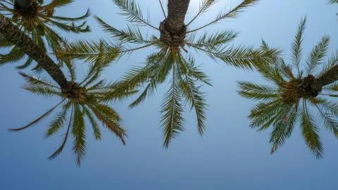 Palm trees in the sun Stock Photos