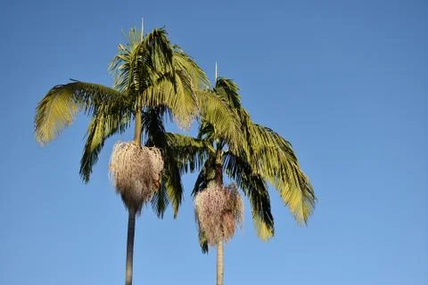 Palm trees in the sun Stock Photos