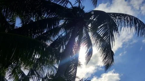 Palm trees in the sun Stock Photos