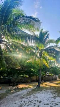 Palm Trees Sun Stock Photos