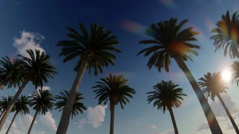 Palm trees with sun rays Stock Illustration