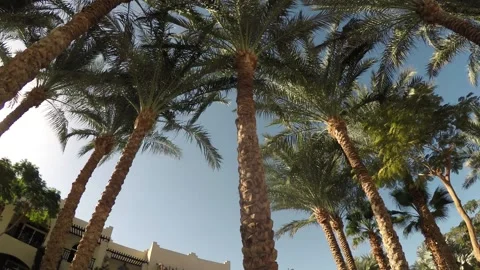 Palm trees in the sun at a southern resort  Stock Footage 317549147