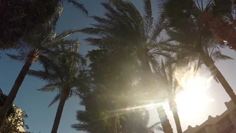 Palm trees in the sun at a southern resort  Stock Footage 317549165