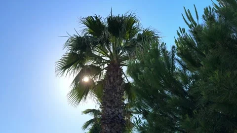 Palm trees in the sunlight Stock Footage 279575724