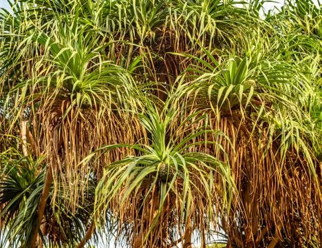 Palm trees in the sunlight Stock Photos