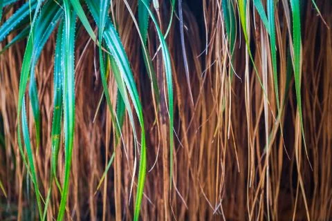 Palm trees in the sunlight Stock Photos