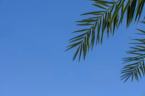 Palm trees in the sunlight. 库存照片