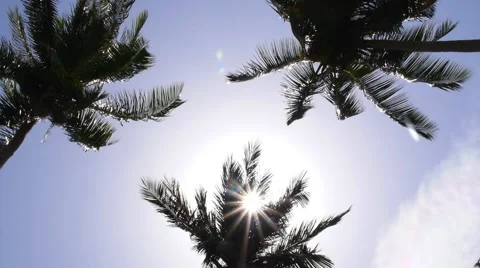 Palm Trees at Sunlight. Slow Motion. Vídeos de archivo 41138256