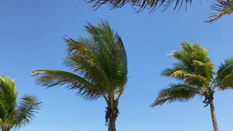 Palm trees on a sunny and windy day at Playa del Carmen, Mexico Stock Footage 278166674