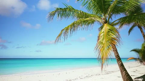 Palm trees on a sunny beach with a clear Caribbean sea on a tropical island. Stock Footage 236447175