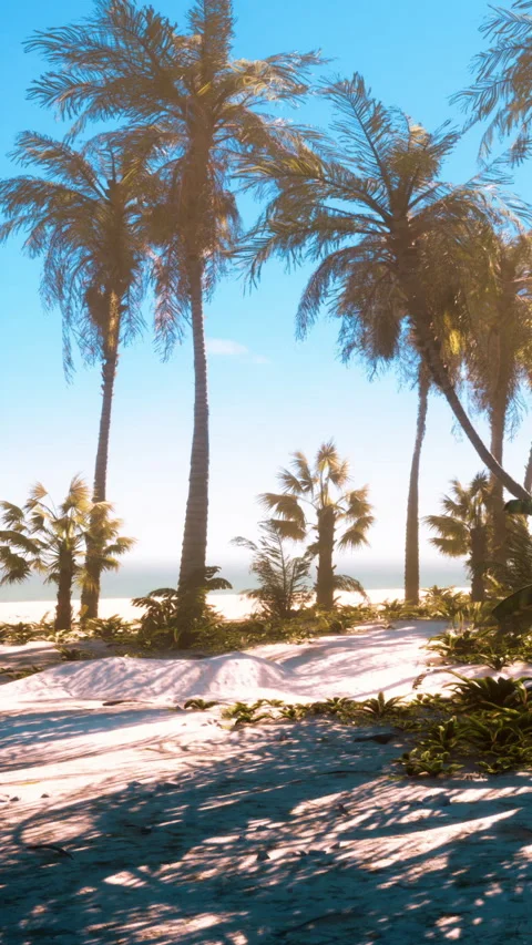 Palm trees on a sunny beach with clear blue sky and ocean view Stock Footage 339407156