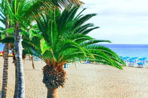 Palm trees on the sunny beach Stock Photos