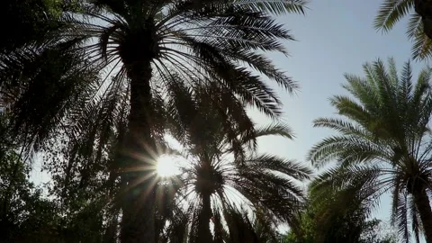Palm trees on a sunny day against the blue sky Stock Footage