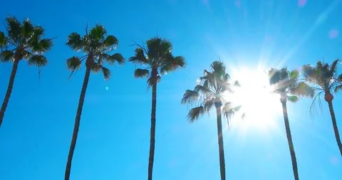 Palm trees sunny day background california sunshine state tropical weather st Stock Footage 103135992