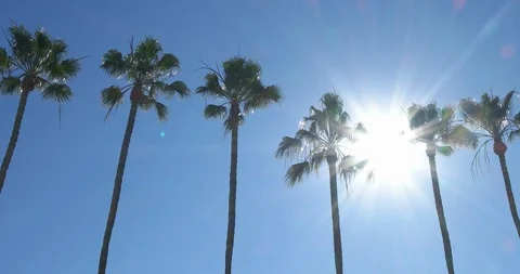 Palm trees sunny day background california sunshine state tropical weather st Stock Footage 103136057
