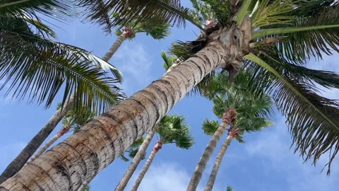 Palm Trees on a sunny day Stock Footage 281076440