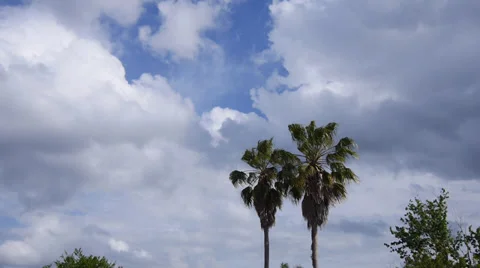 Palm trees sunny Stock Footage 37213668