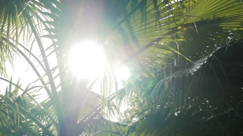 Palm trees in a sunny his Stock Footage 87686520