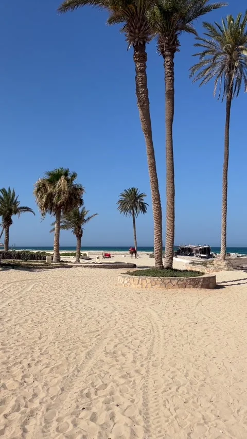Palm trees sunny white sand beach ocean view Djerba Tunisia travel HD vertical 스톡 동영상 342078484