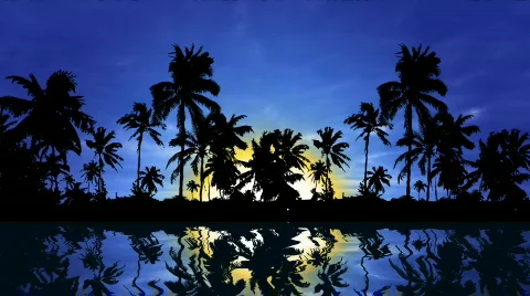 Palm Trees Sunrise Stock Footage