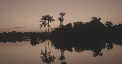 Palm Trees at Sunrise Stock Footage 307039095