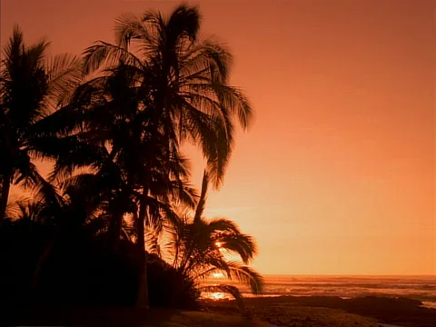 Palm Trees at Sunset 640x480 Stock Footage 529904